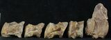 Associated Mosasaur (Platecarpus) Caudal Vertebra - Kansas #45668-1